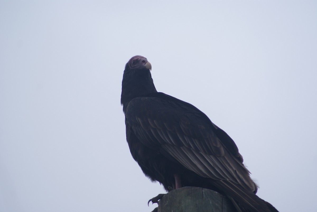 Turkey Vulture - joaquín Israel