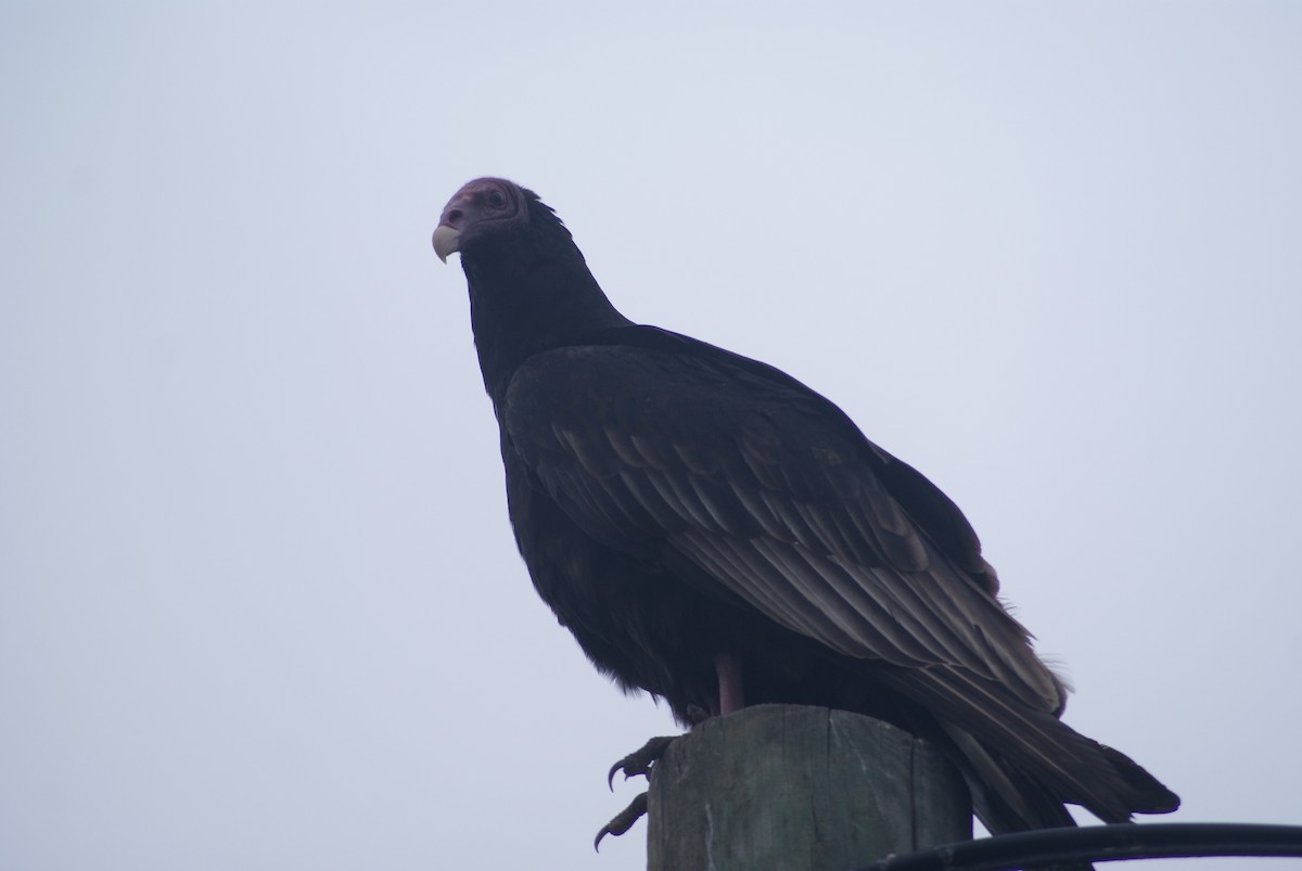 Turkey Vulture - ML618770601