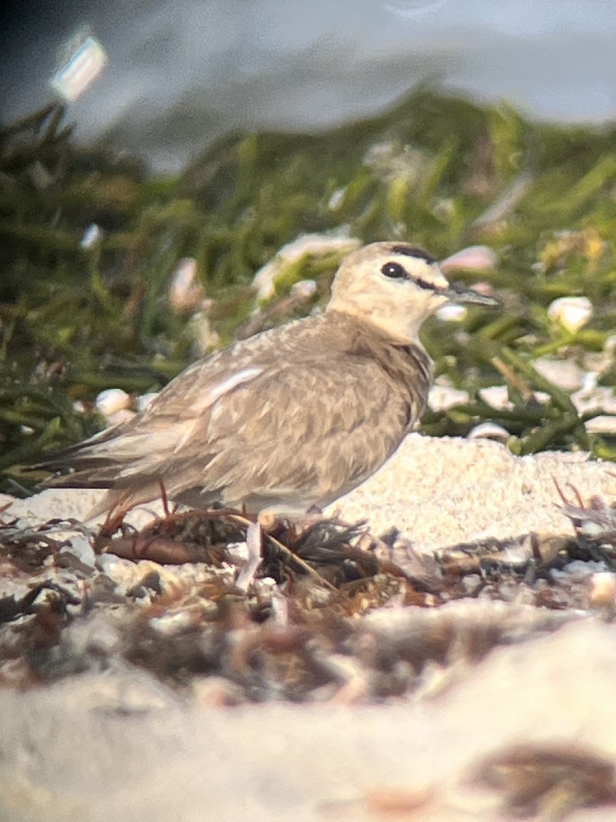 Mountain Plover - ML618770620