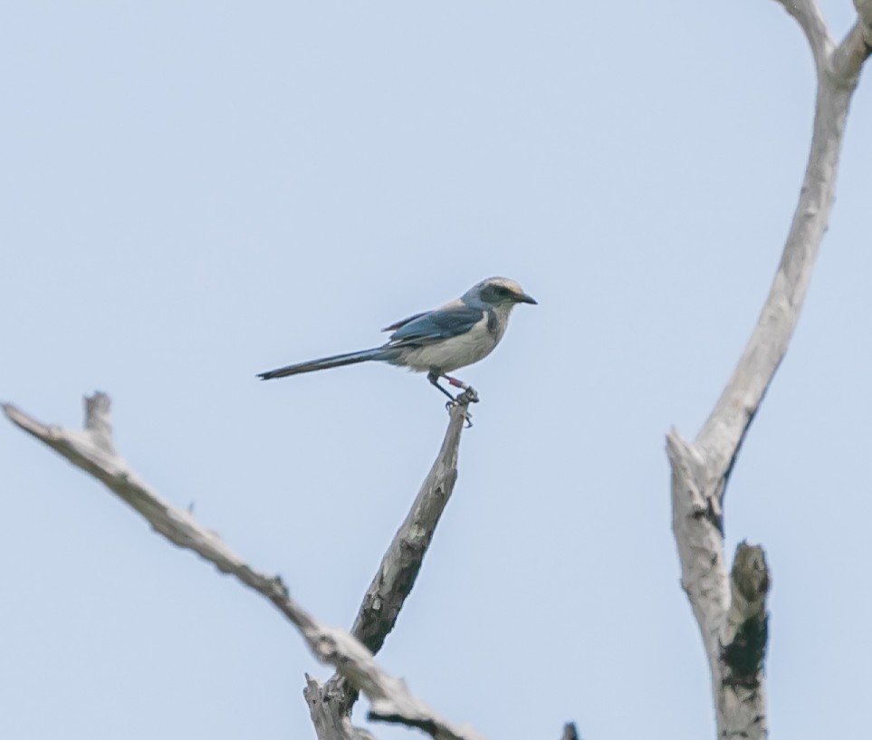 Florida Scrub-Jay - ML618770646