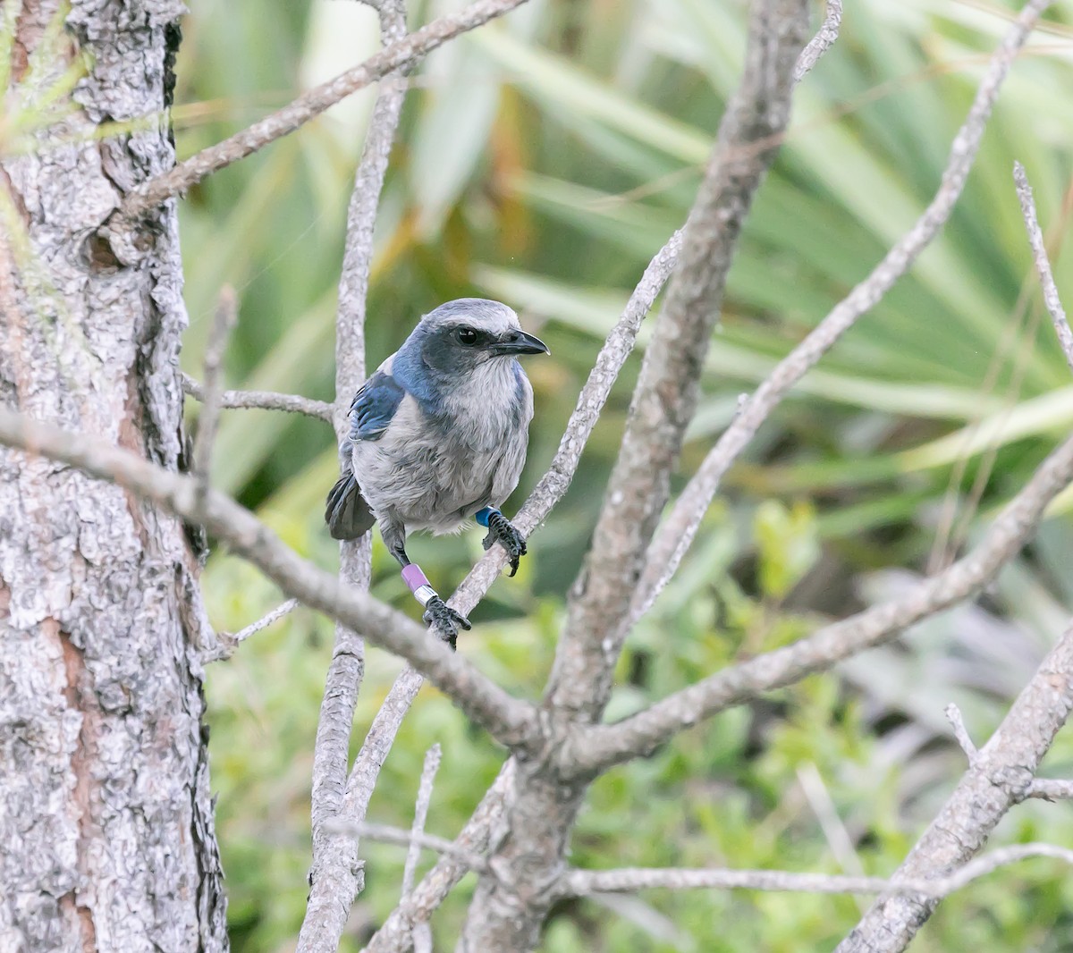 Florida Scrub-Jay - ML618770647