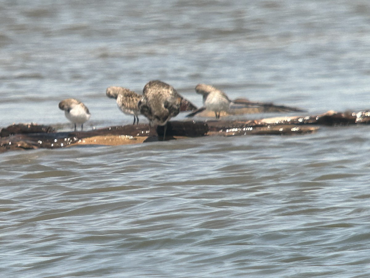 White-rumped Sandpiper - Chuck Estes