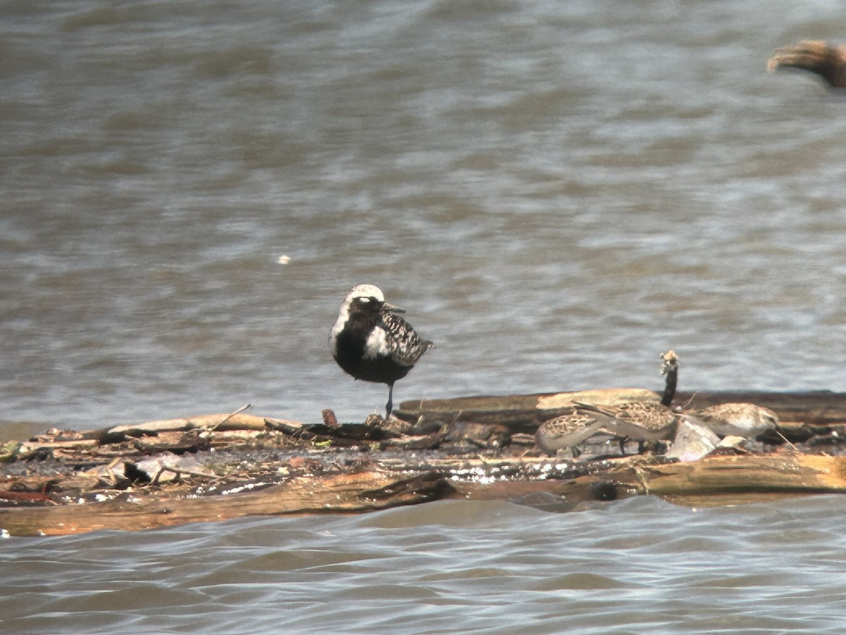 White-rumped Sandpiper - Chuck Estes