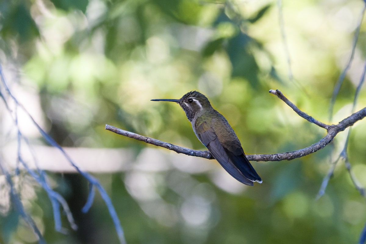 Blue-throated Mountain-gem - Kyle Shay