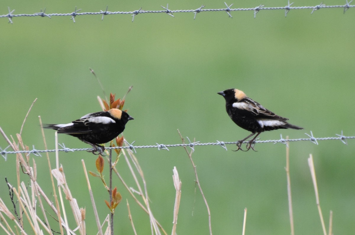 Bobolink - Garry Waldram