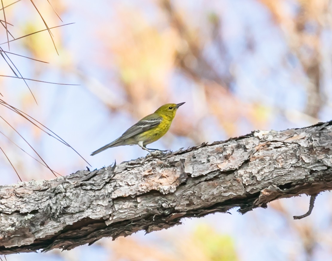 Pine Warbler - ML618770668