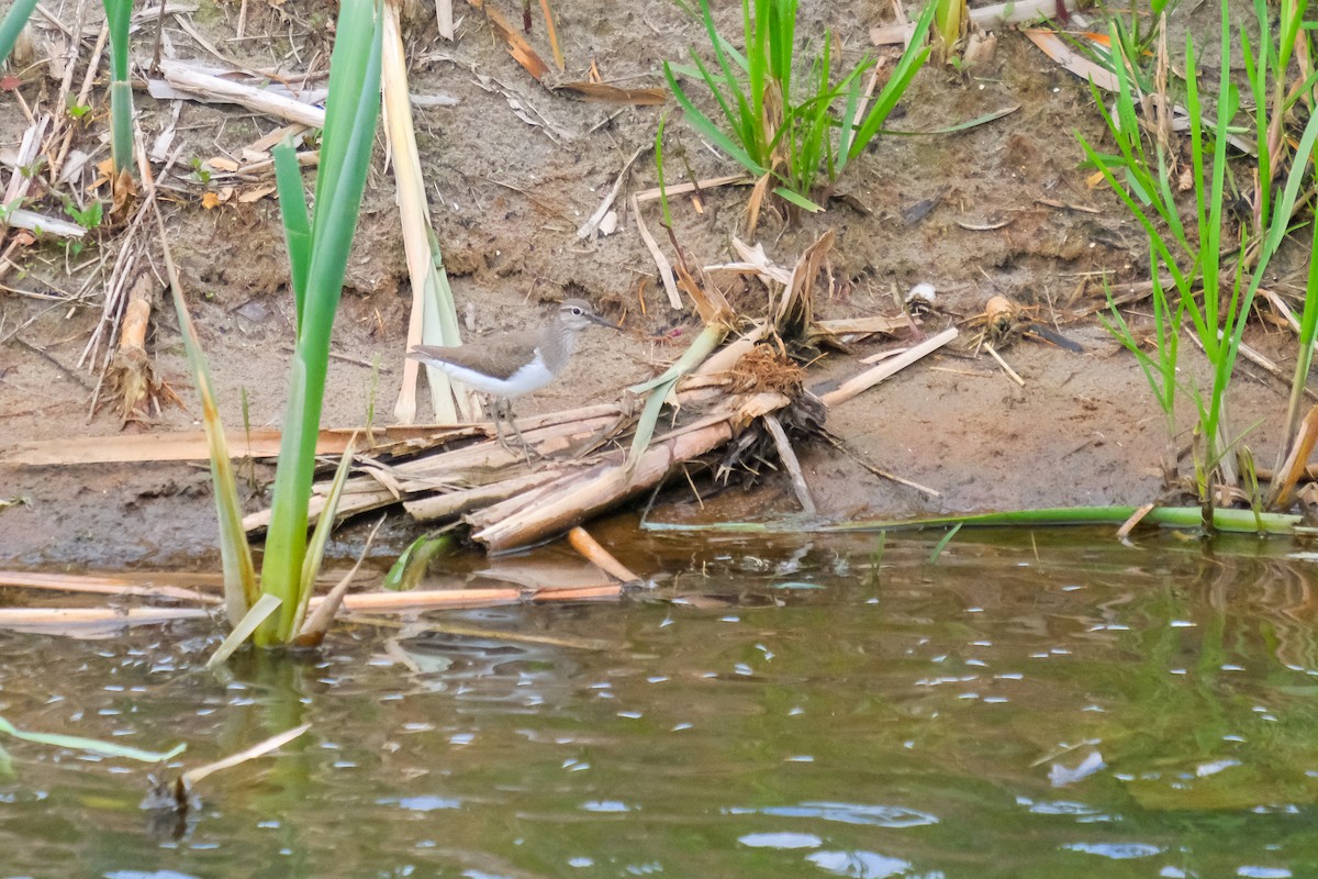 Common Sandpiper - Luuk Leeuwenstein