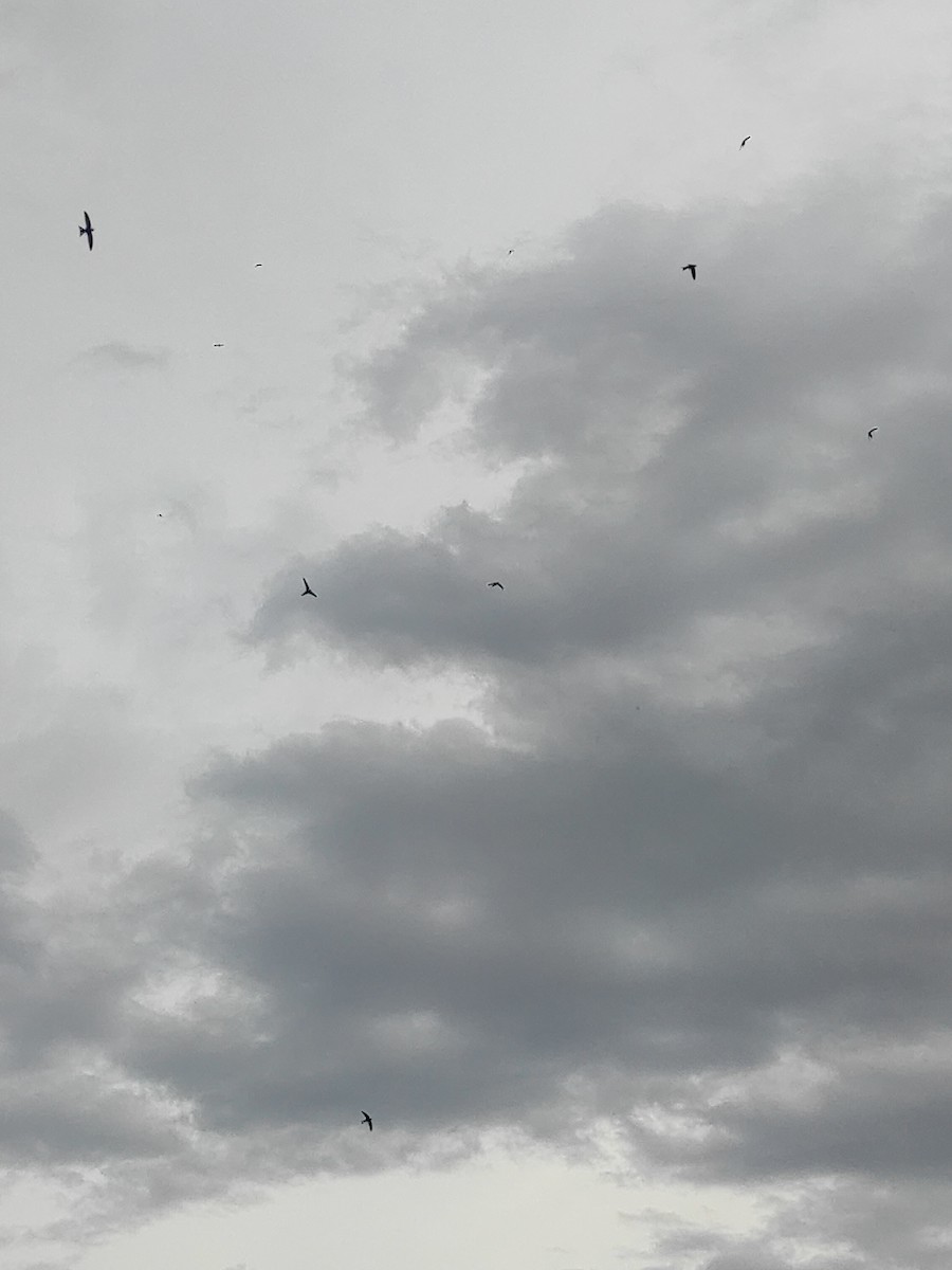 Common Swift - Marly/Mateo Muller Bulich