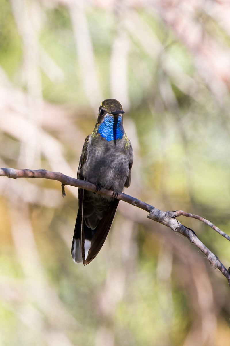 Blue-throated Mountain-gem - Kyle Shay