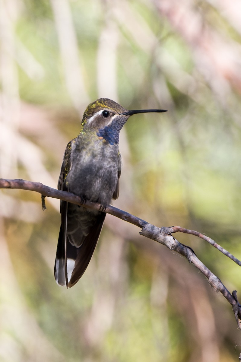 Blue-throated Mountain-gem - Kyle Shay