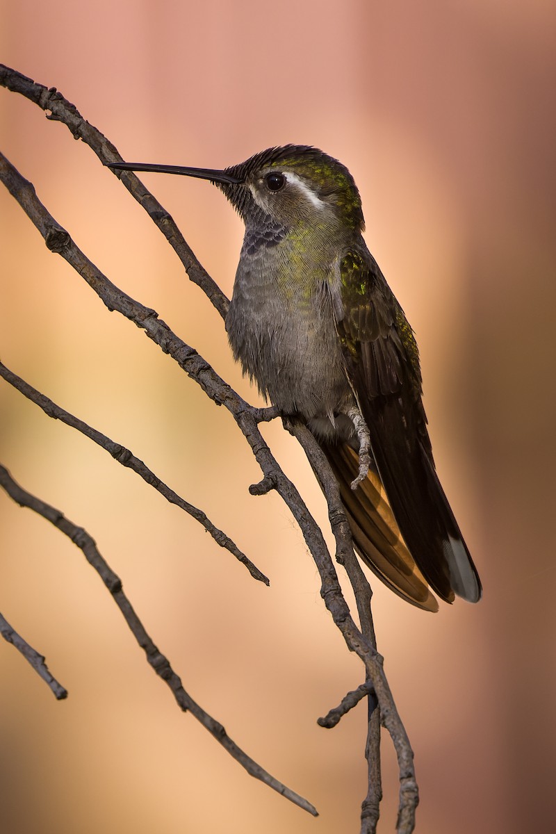 Blue-throated Mountain-gem - Kyle Shay