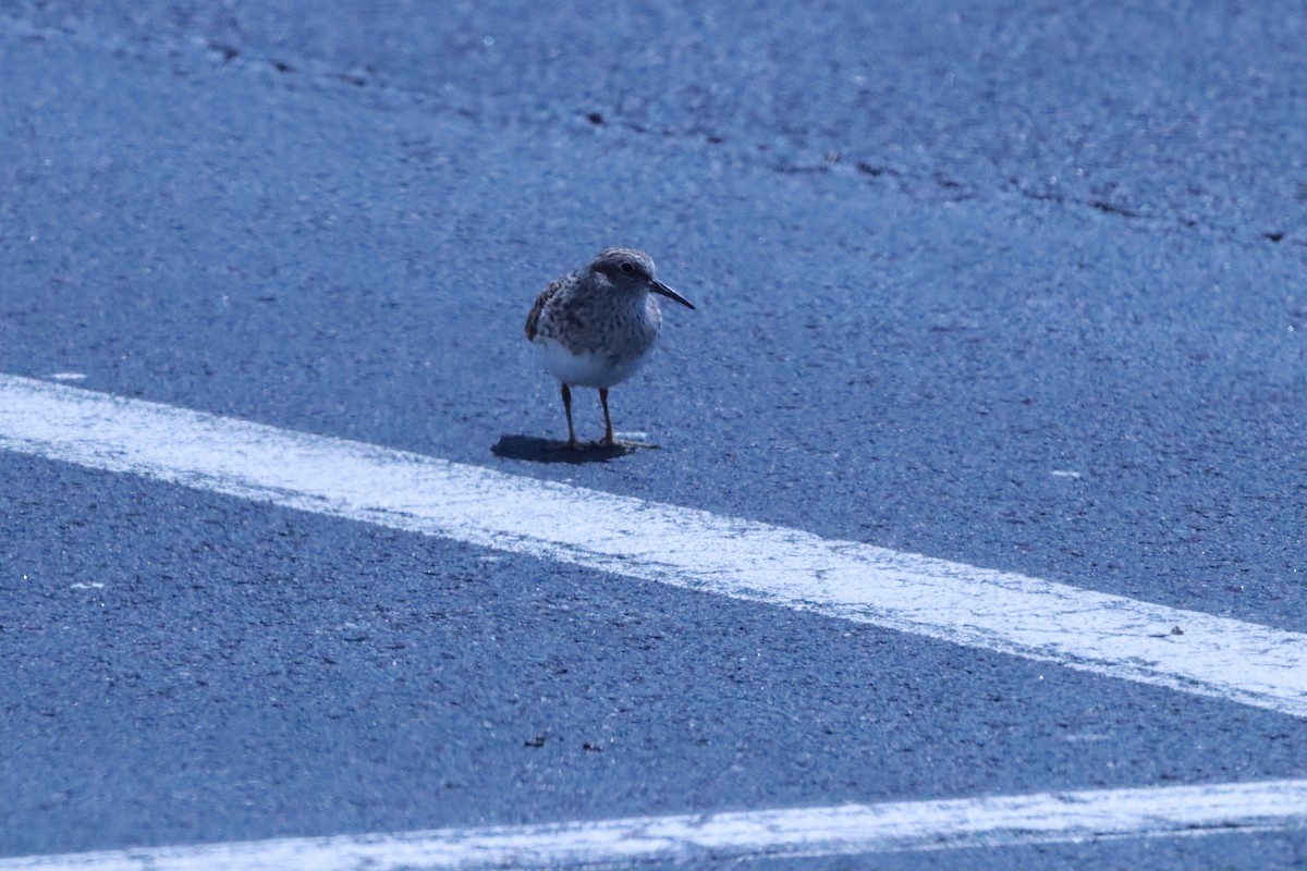 Least Sandpiper - ML618770740