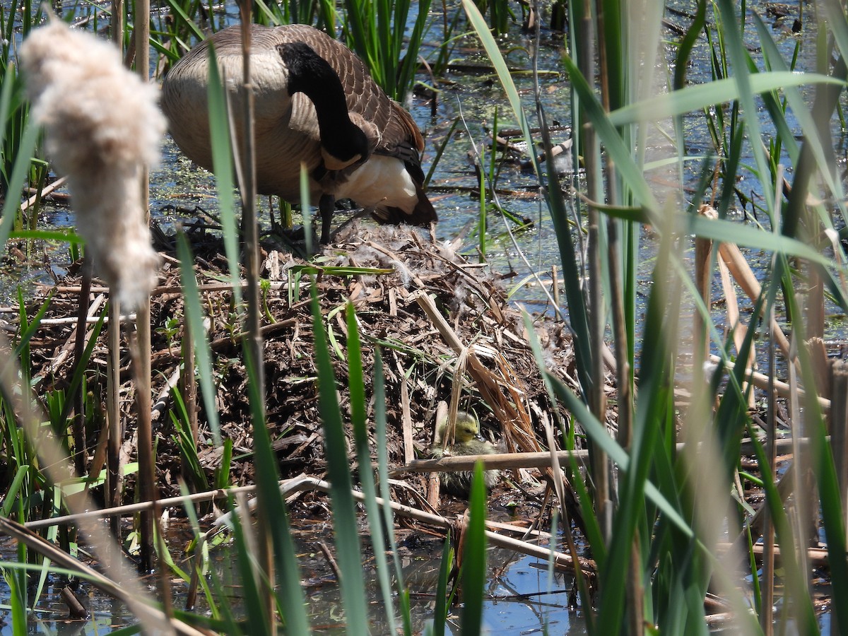 Canada Goose - Rich Ziegler