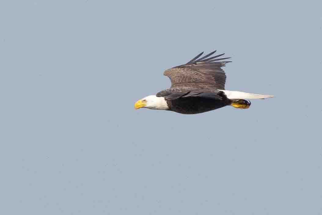 Bald Eagle - Ann Van Sant