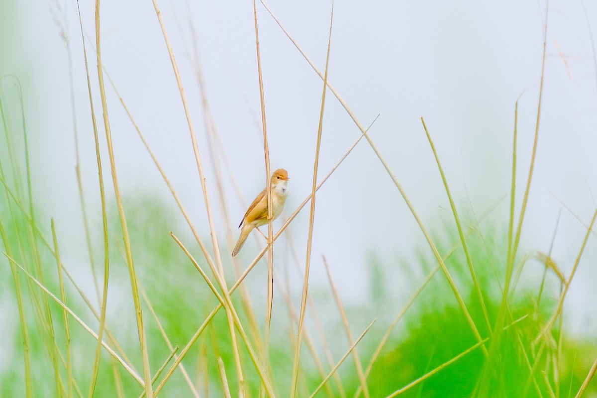 Common Reed Warbler - ML618770765