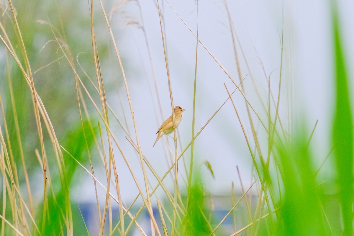 Common Reed Warbler - ML618770766