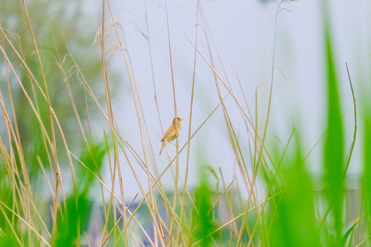 Common Reed Warbler - ML618770767