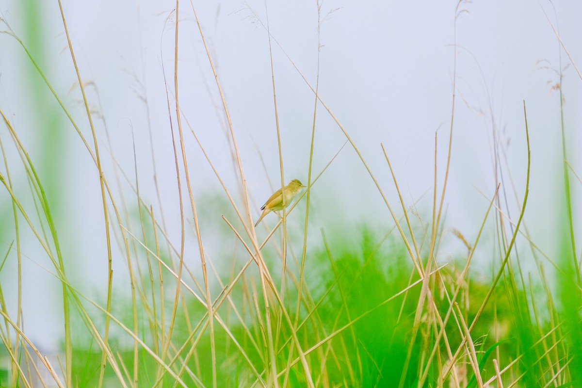 Common Reed Warbler - ML618770768