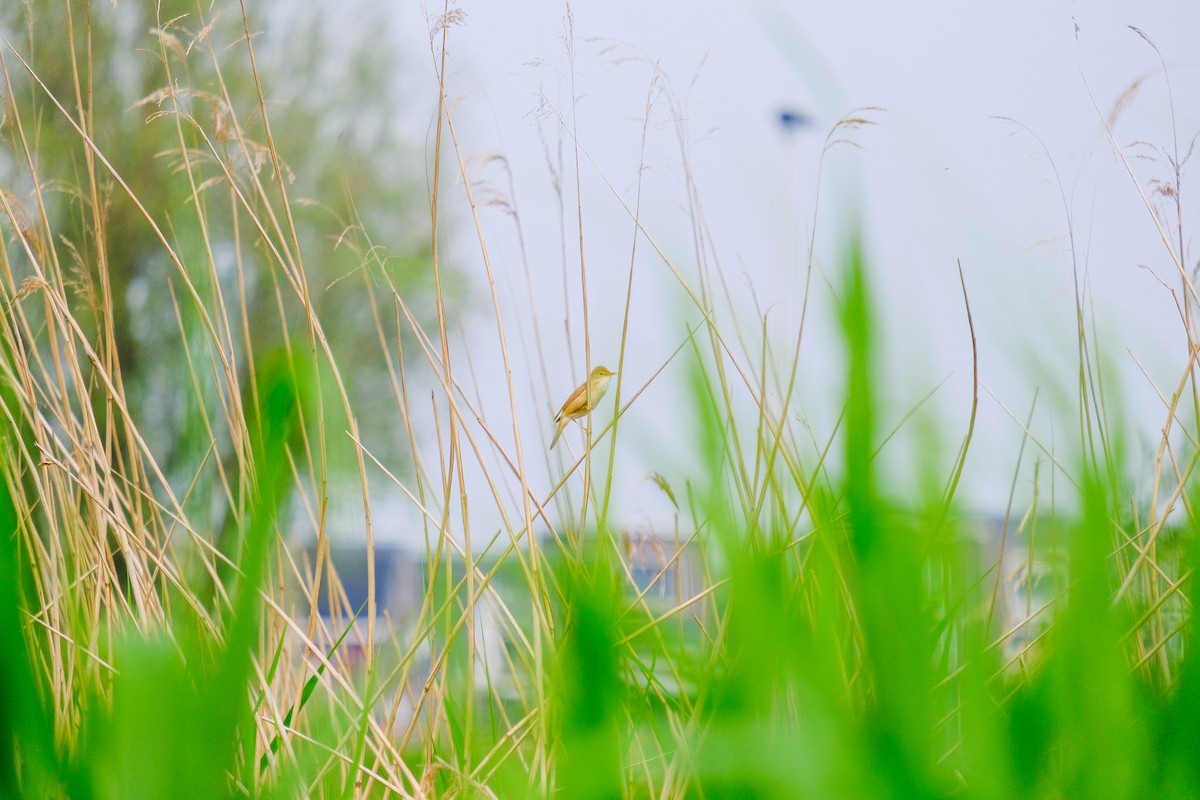 Common Reed Warbler - ML618770769