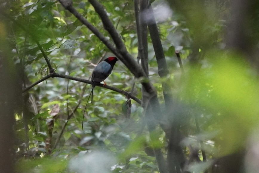 Long-tailed Manakin - Teylor Redondo