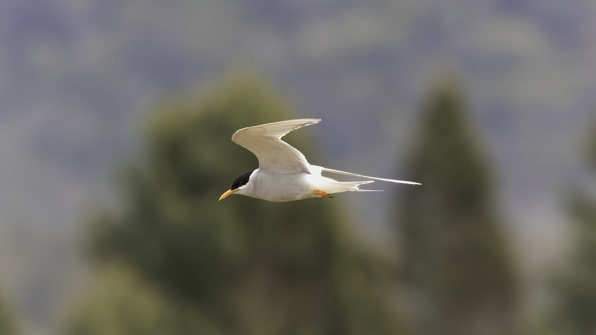 Black-fronted Tern - ML618770773