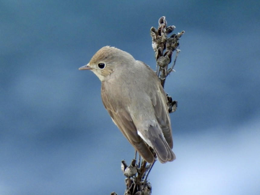 Red-breasted Flycatcher - Vaughan Lister