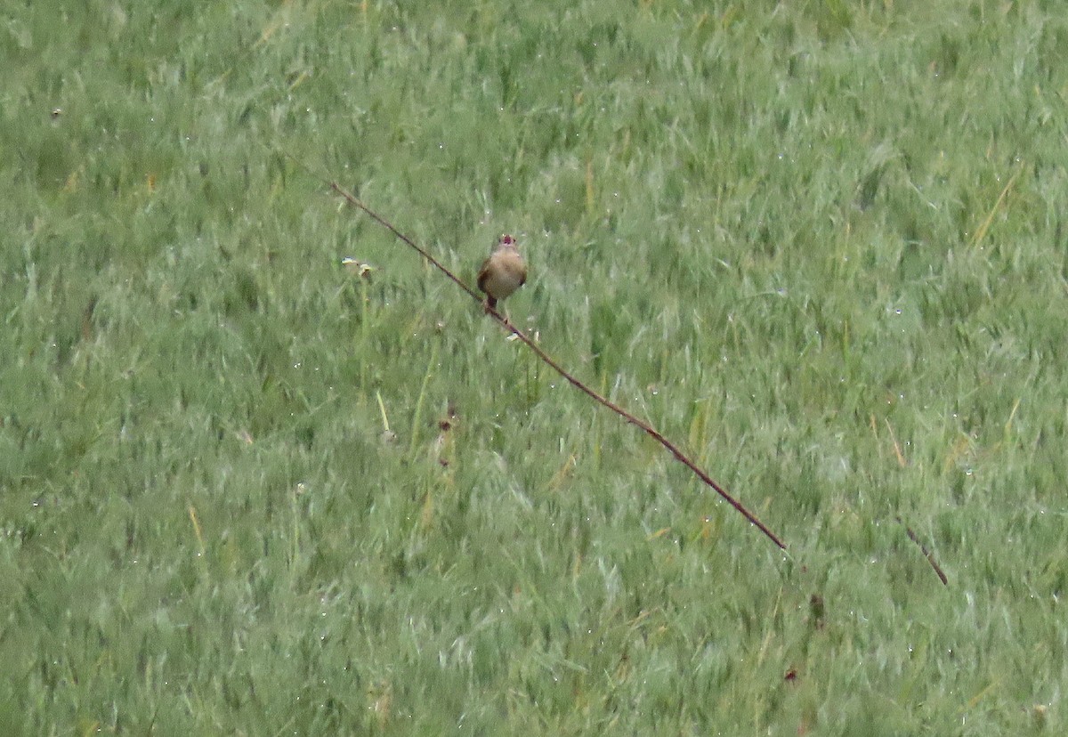 Grasshopper Sparrow - Tom Boyle