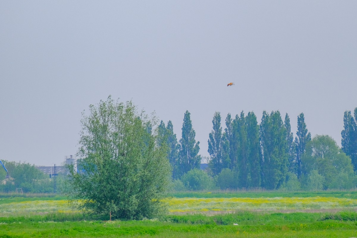 Eurasian Kestrel - ML618770805