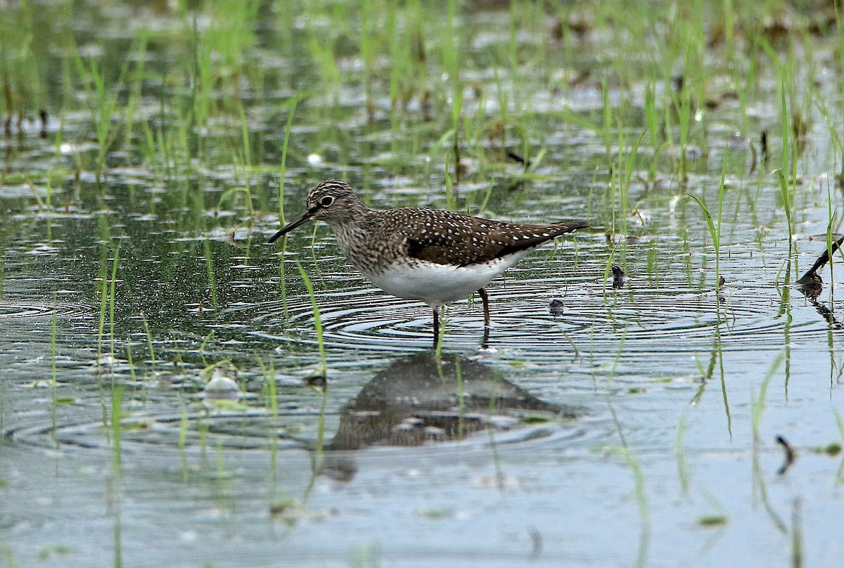 Solitary Sandpiper - J. Christopher Haney