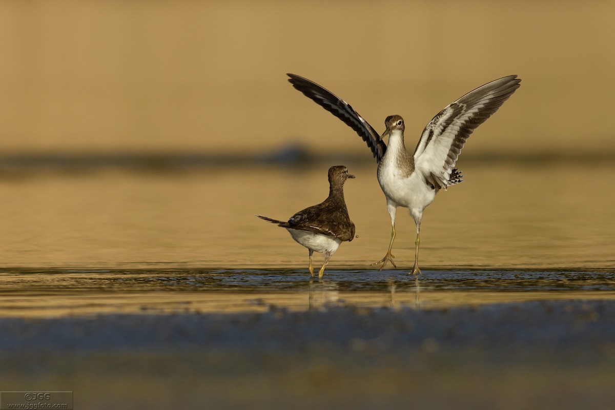 Green Sandpiper - ML618770825