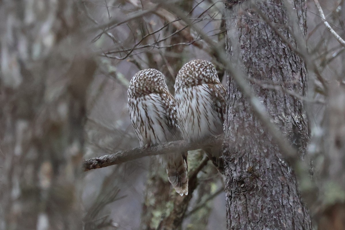 Ural Owl - Eric Cameron