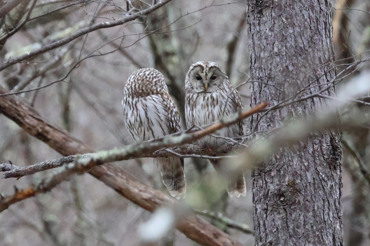 Ural Owl - Eric Cameron