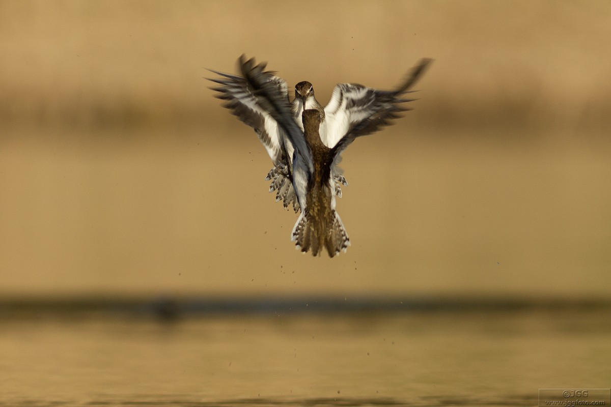 Green Sandpiper - ML618770842