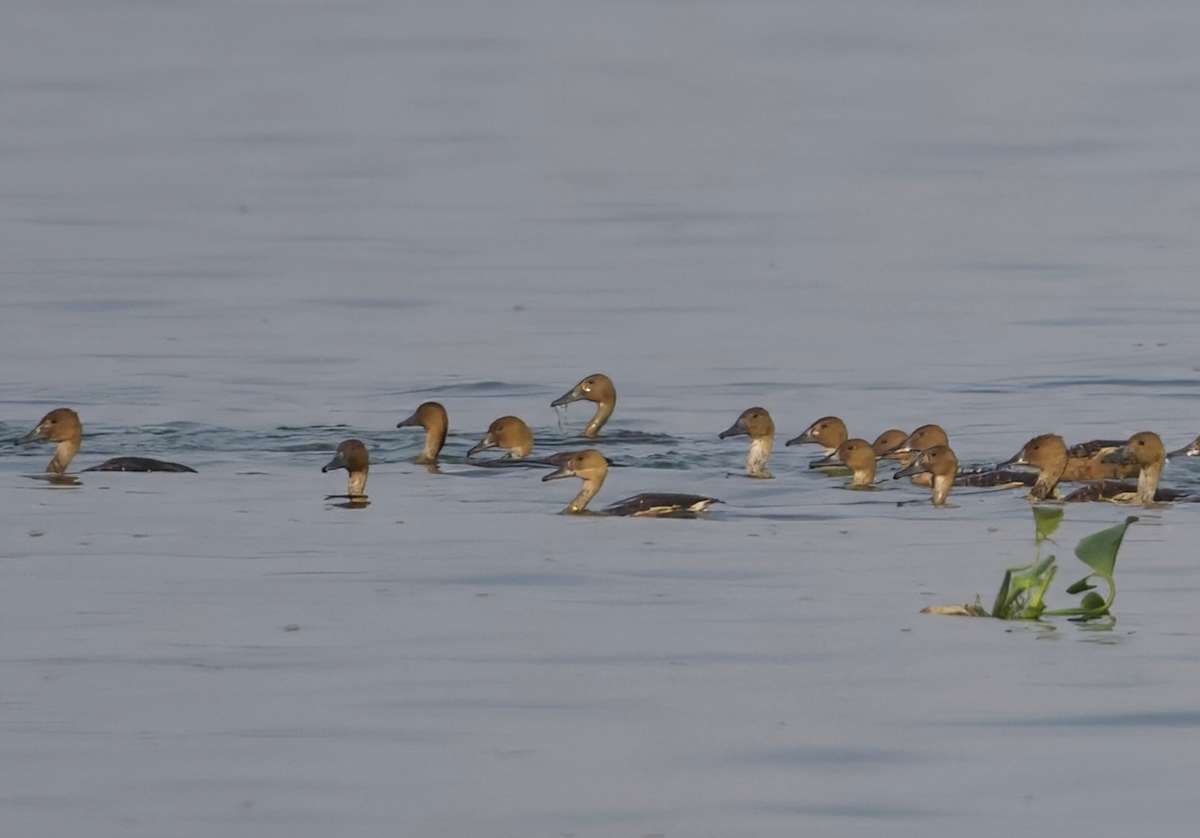 Fulvous Whistling-Duck - Joseph Tobias