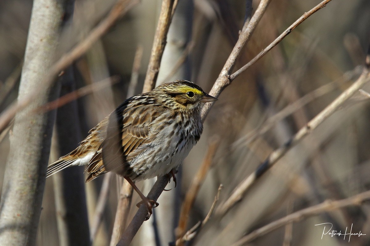 Savannah Sparrow - ML618770856