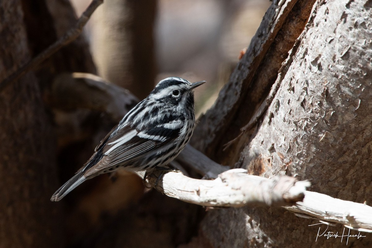 Black-and-white Warbler - ML618770863