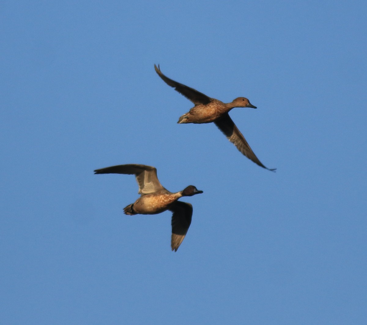 Northern Pintail - Afsar Nayakkan