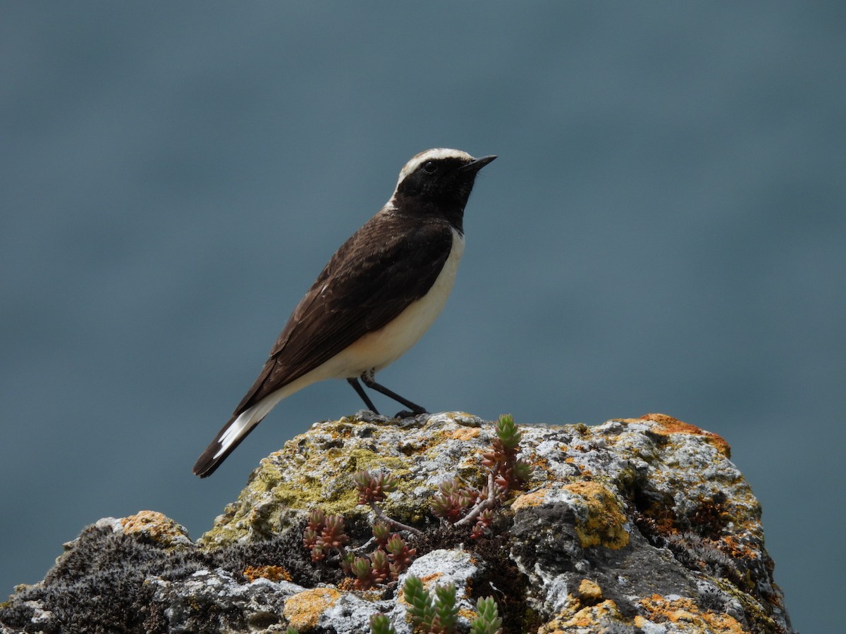 Pied Wheatear - Vaughan Lister