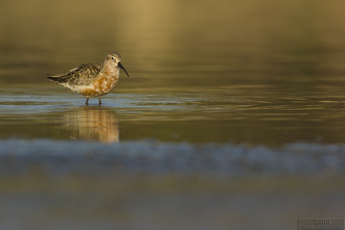 Curlew Sandpiper - ML618770913