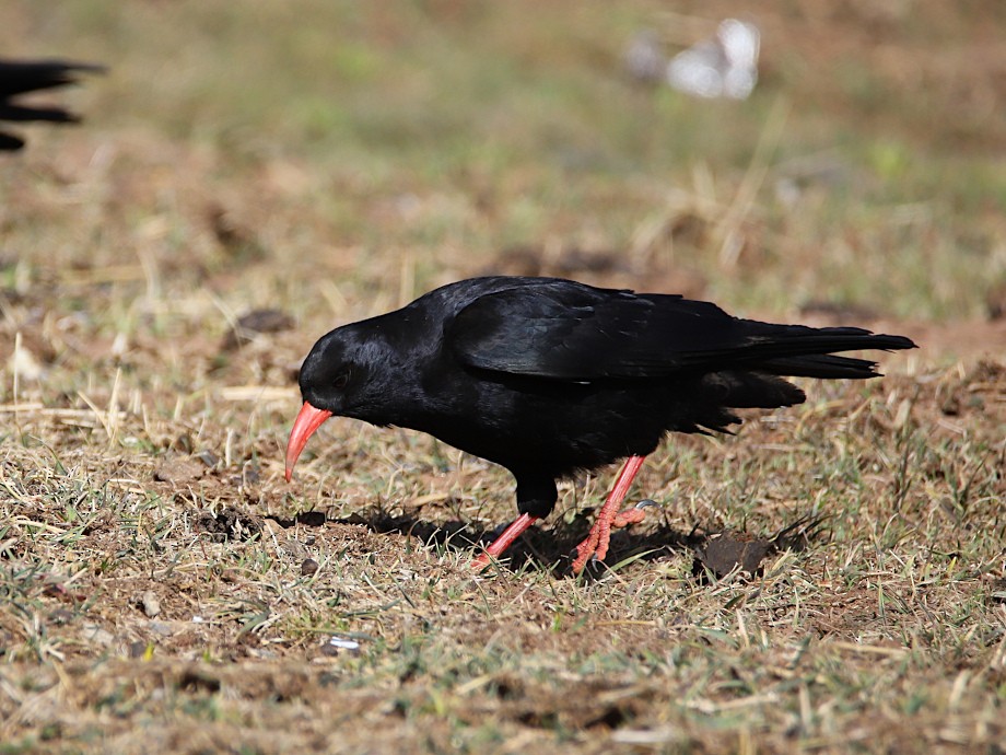 Red-billed Chough - ML618770914