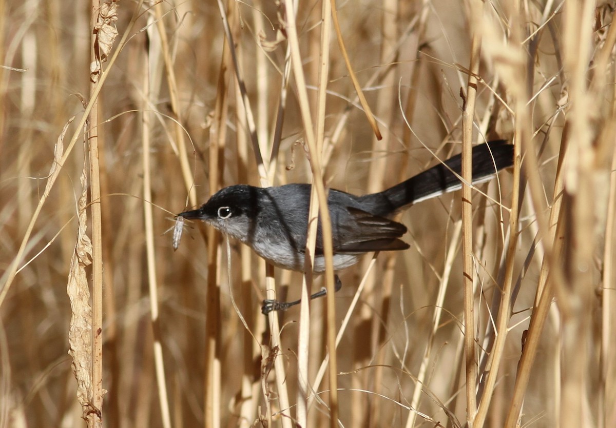 Black-tailed Gnatcatcher - ML618770917