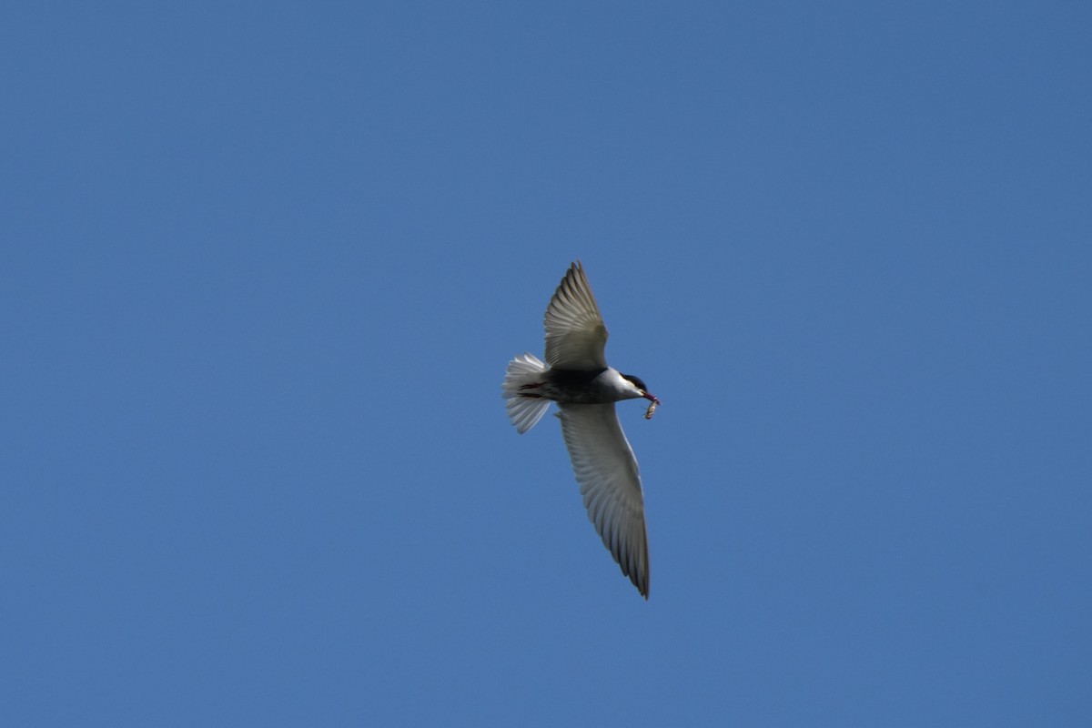 Whiskered Tern - Krzysztof Kasprzyk