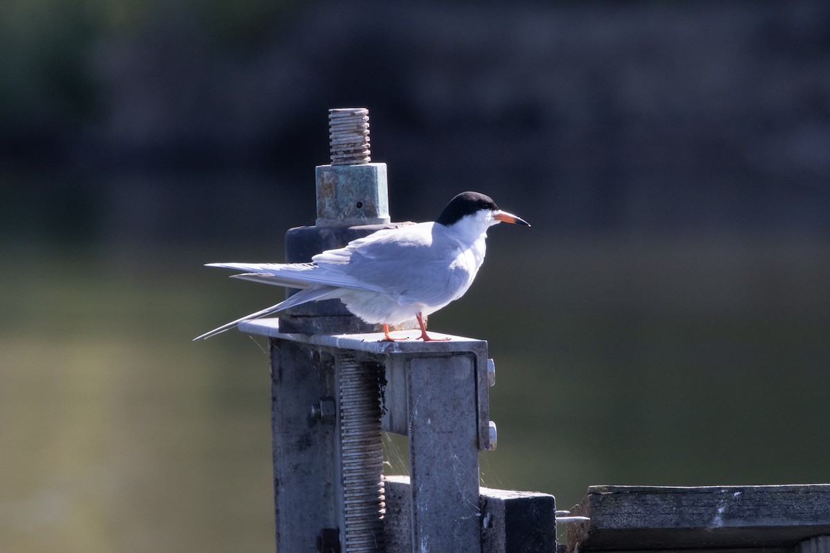 Forster's Tern - ML618770932