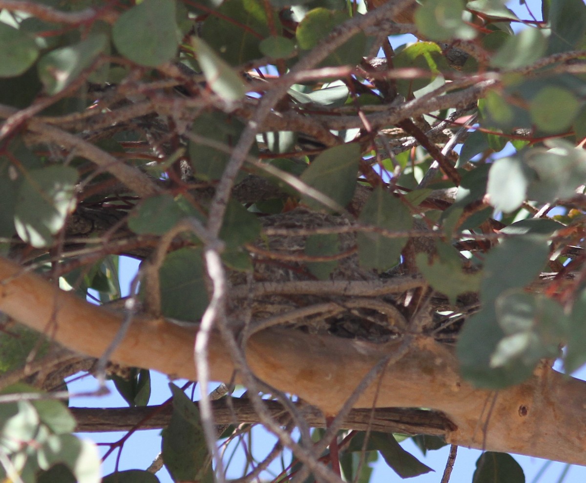 Black-tailed Gnatcatcher - ML618770933