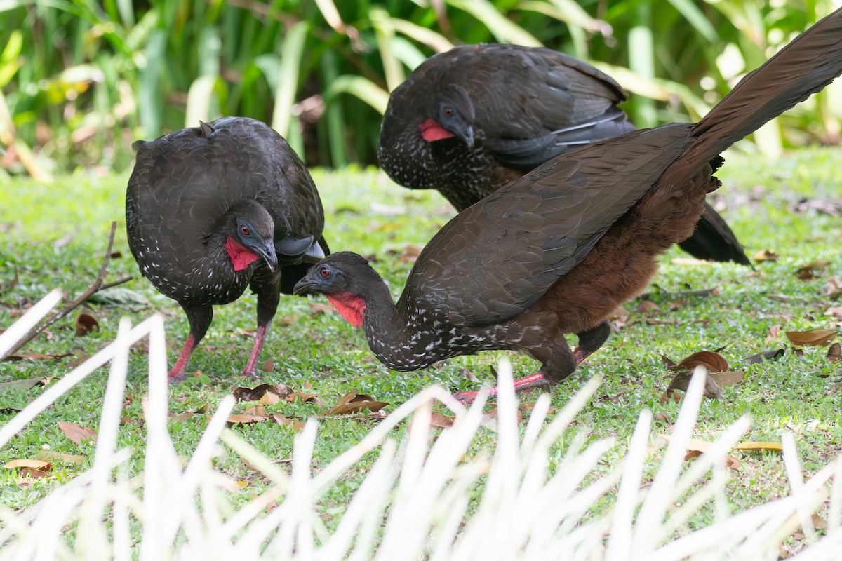 Crested Guan - Richard Rulander