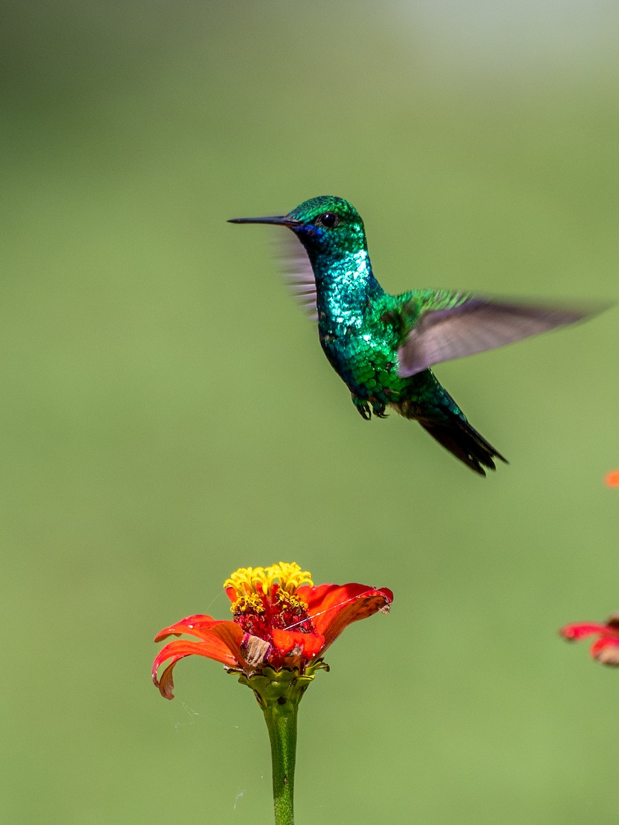 Glittering-throated Emerald - ML618770942