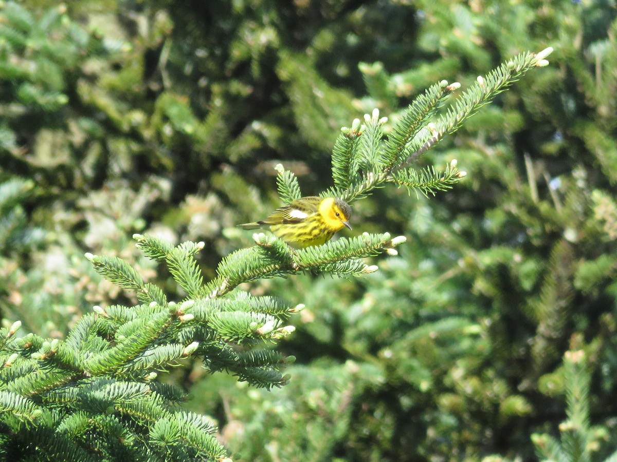 Cape May Warbler - Taran Catania