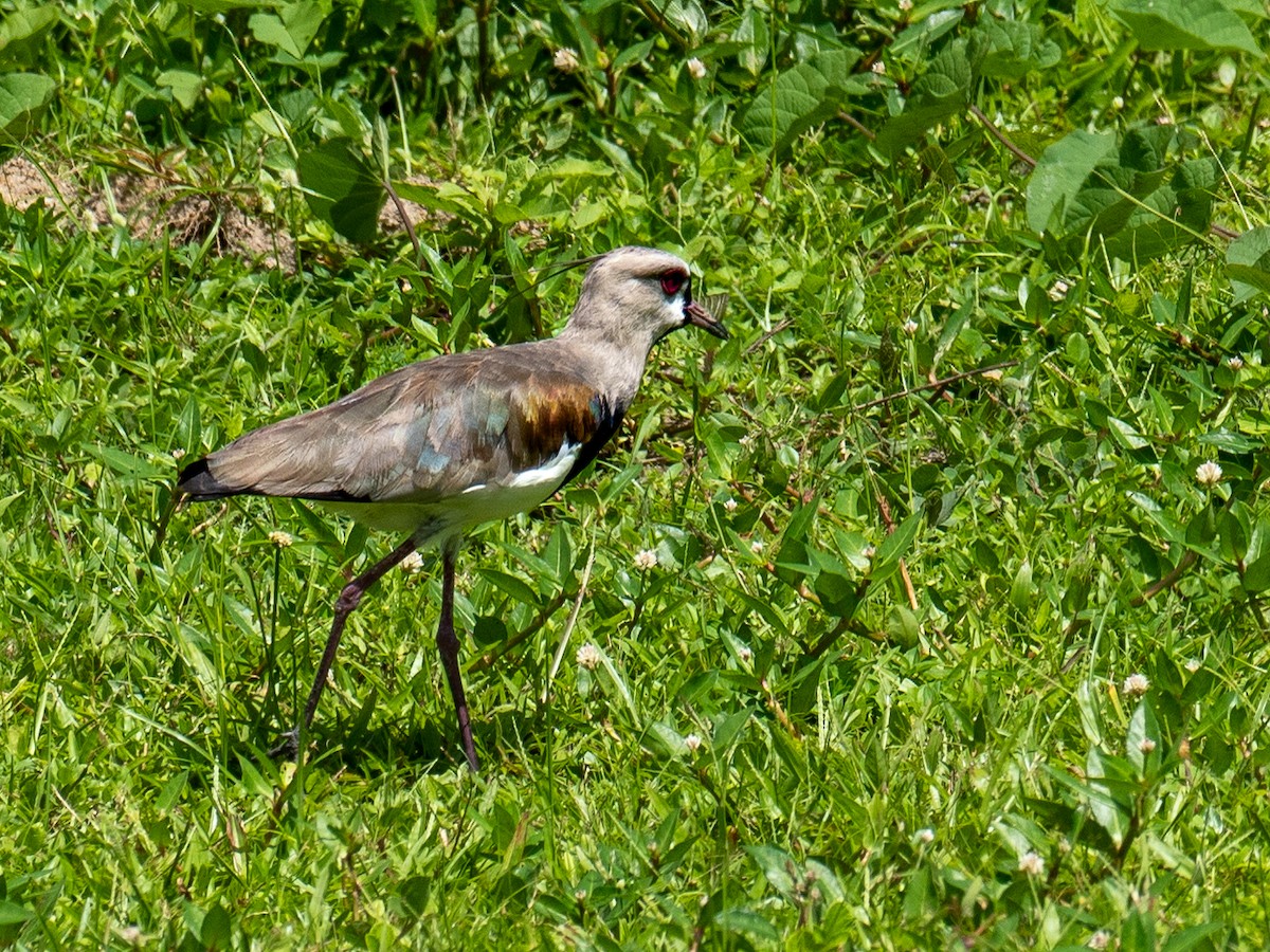 Southern Lapwing - ML618770989