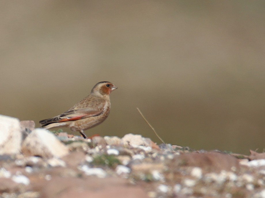 Roselin à ailes roses (alienus) - ML618770995