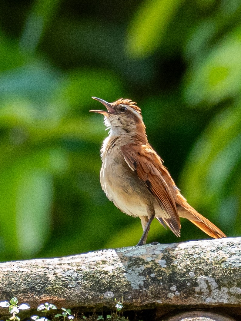 Wing-banded Hornero - ML618771000